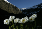 Fiordland ID 102062.jpg